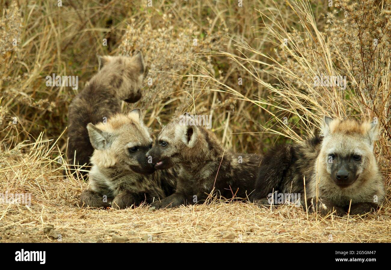 Vier gefleckte Hyänen-Jungen in einer gelben Grashöhle Stockfoto