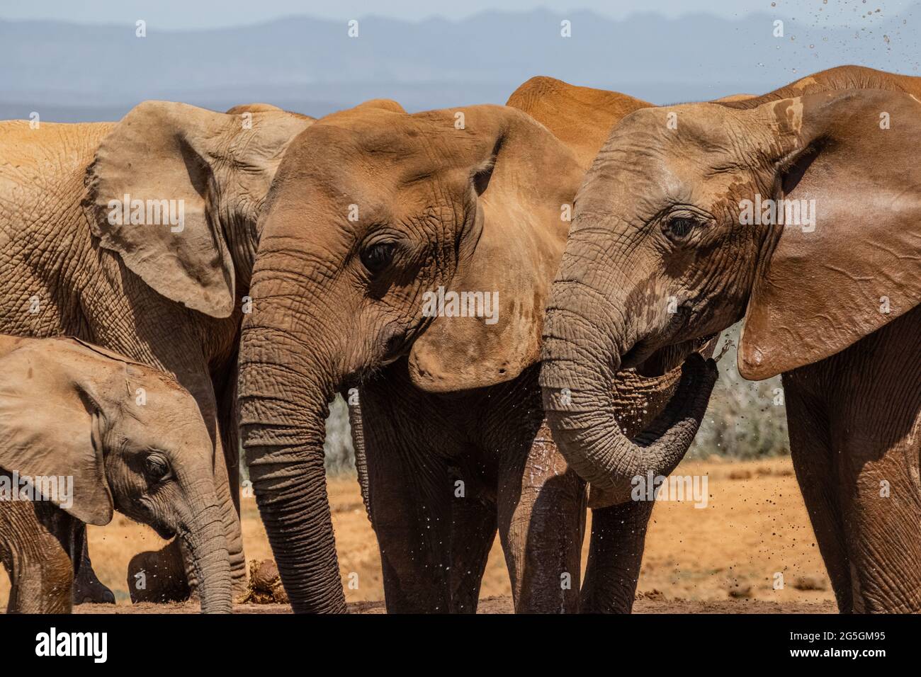 Eine Herde afrikanischer Elefanten an einem lokalen Wasserloch Stockfoto