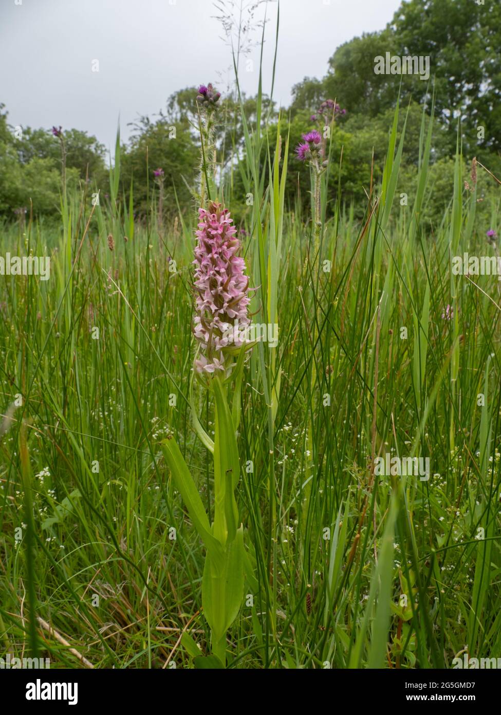 Dactylorhiza incarnata, die frühe Marschorchidee Stockfoto