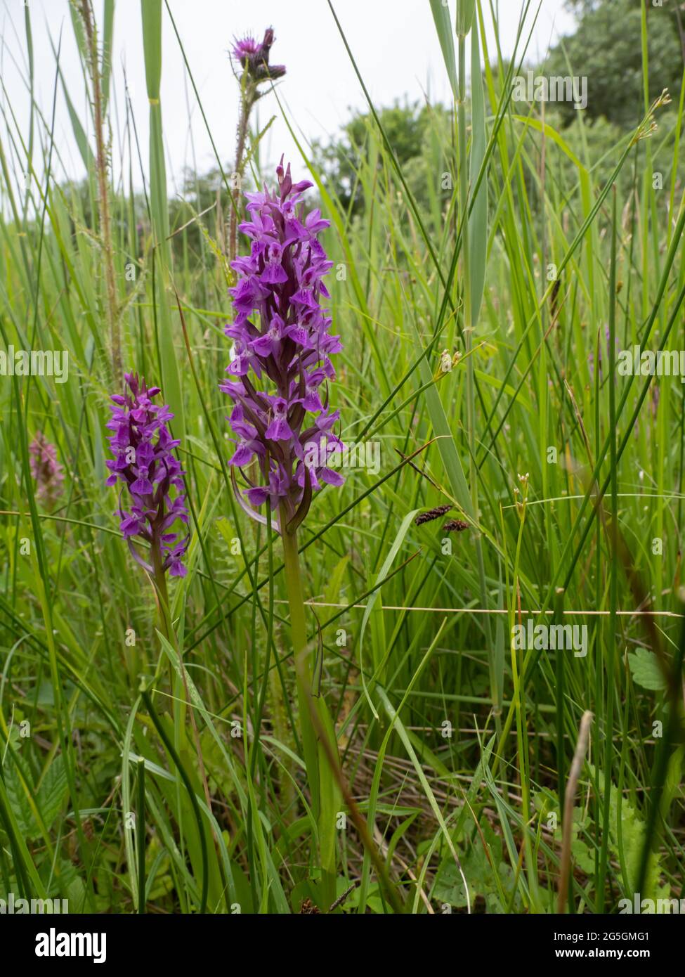 Dactylorhiza praetermissa, die Southern Marsh Orchid oder Leopard Marsh Orchid. Stockfoto