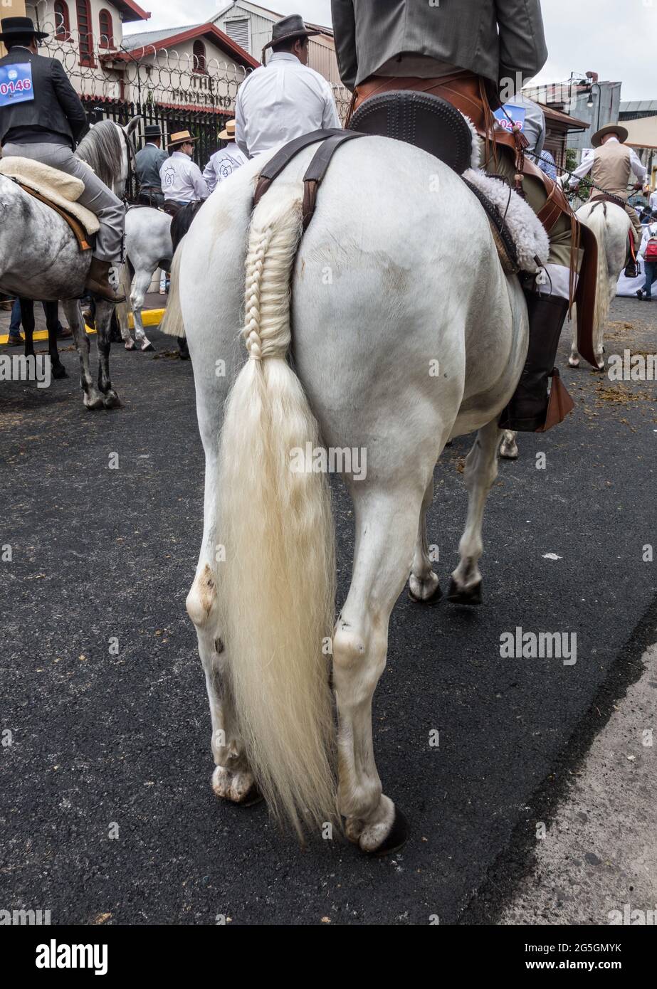 Fancy geflochtenen Schwanz auf einem Pferd in einer Parade in San Jose, Costa Rica. Stockfoto