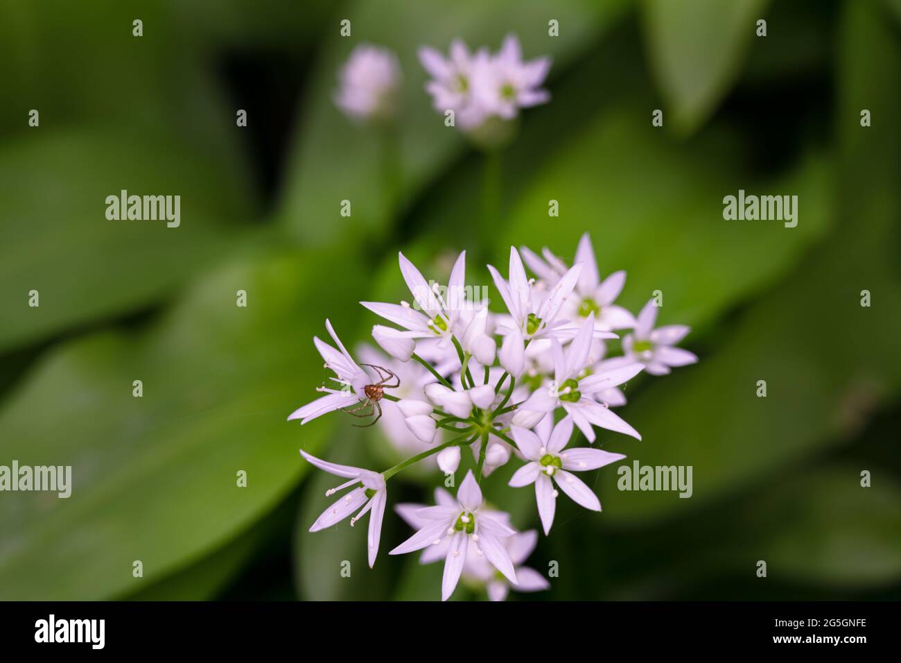 Duftender Bärlauch oder Allium ursimum wächst im Frühjahr in einem Wald und einer kleinen Spinne, aus der Nähe Stockfoto