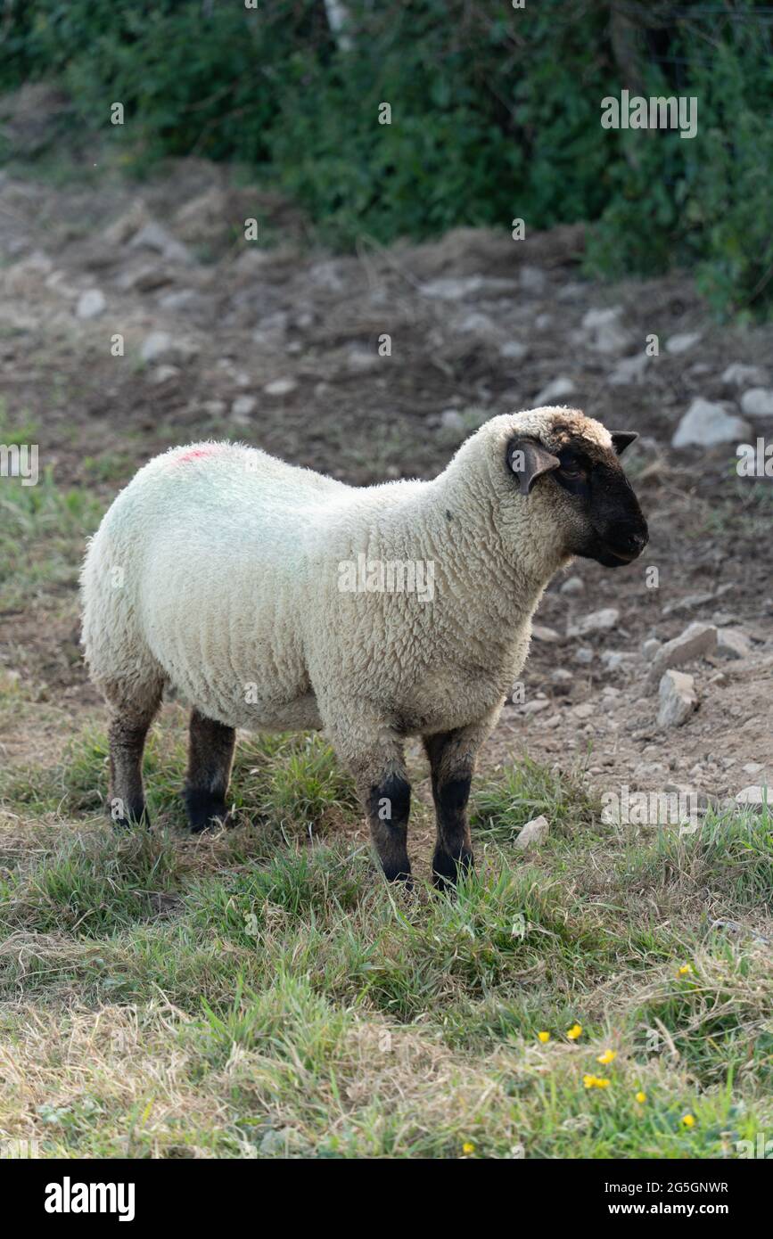 Ein süßes Suffolk-Schaf, das draußen auf dem Gras steht Stockfoto