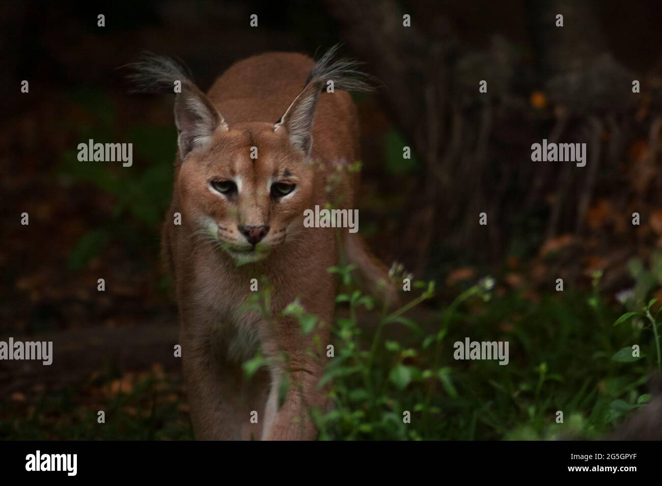 Foto von Karakal im Wald. Wilde Großkatze im Dschungel. Stockfoto