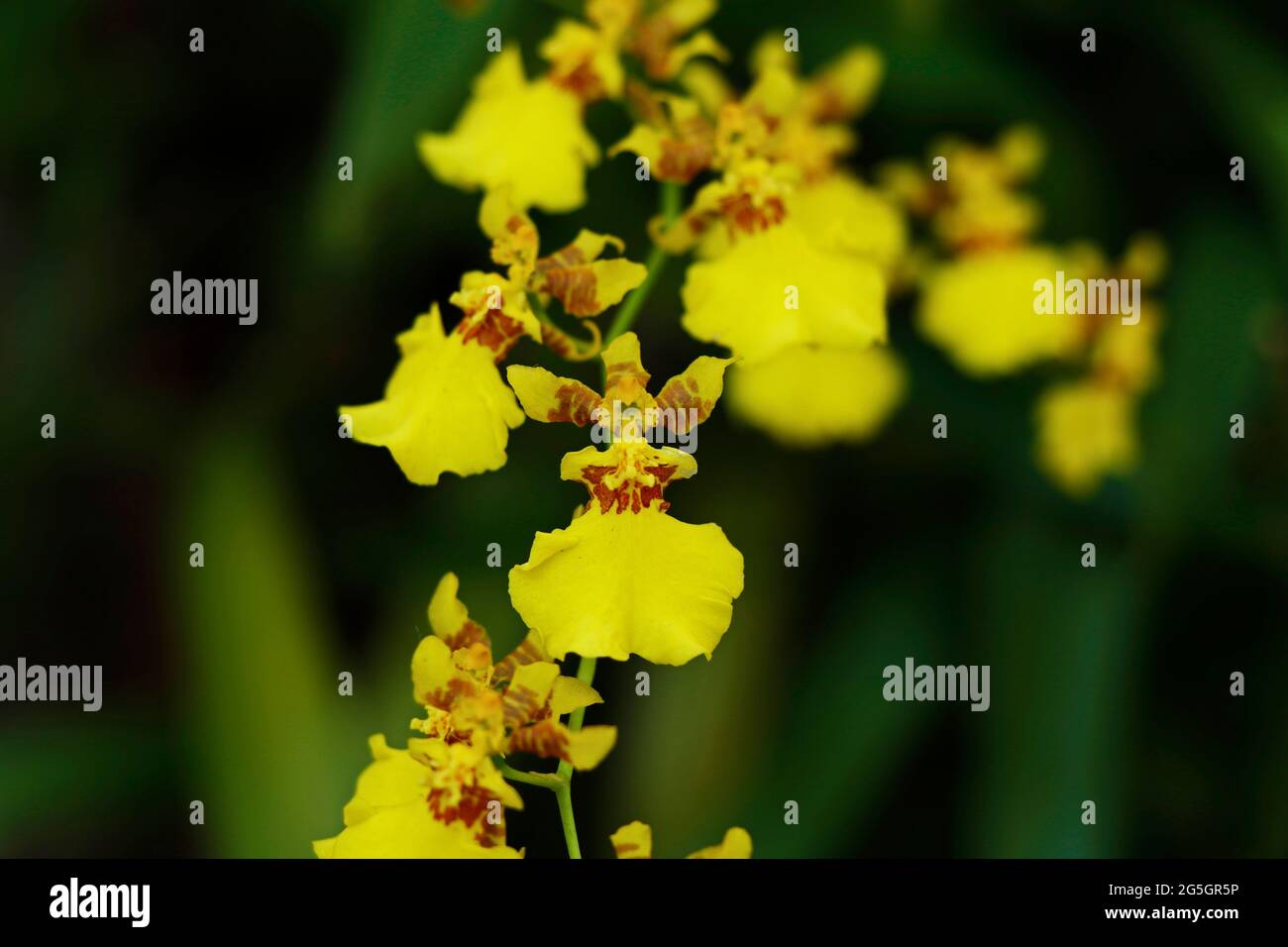 Leuchtend gelbe Orchideenblütenzweig mit unscharfer Hintergrundfarbe Stockfoto