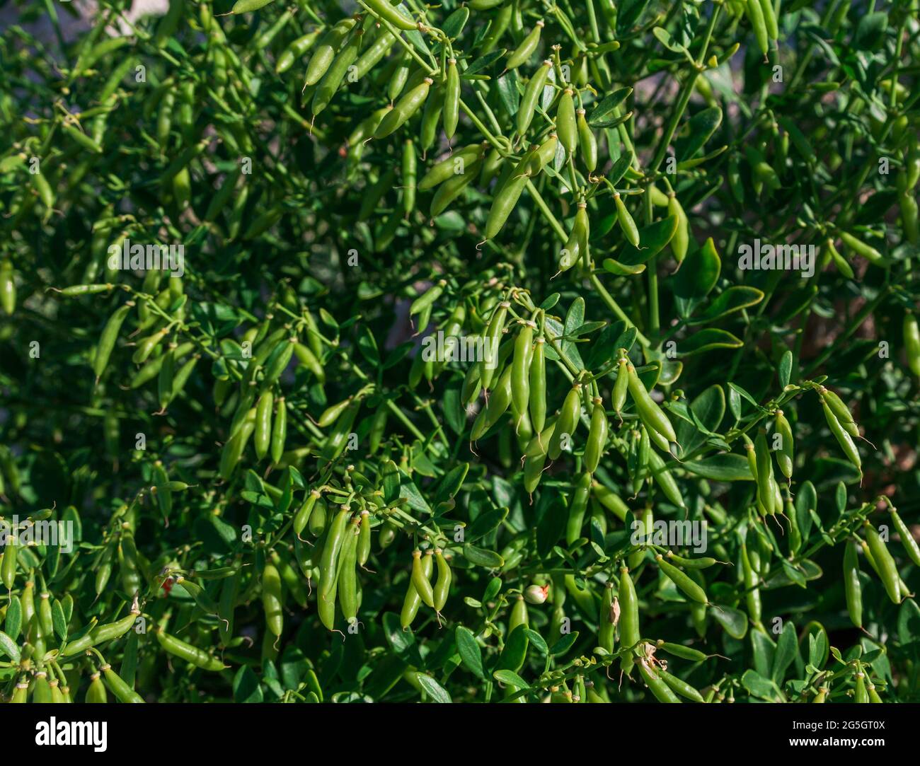 Wilde Bohnen. Wilderbsen. Wildgemüse. Nahaufnahme von Lebensmitteln Stockfoto