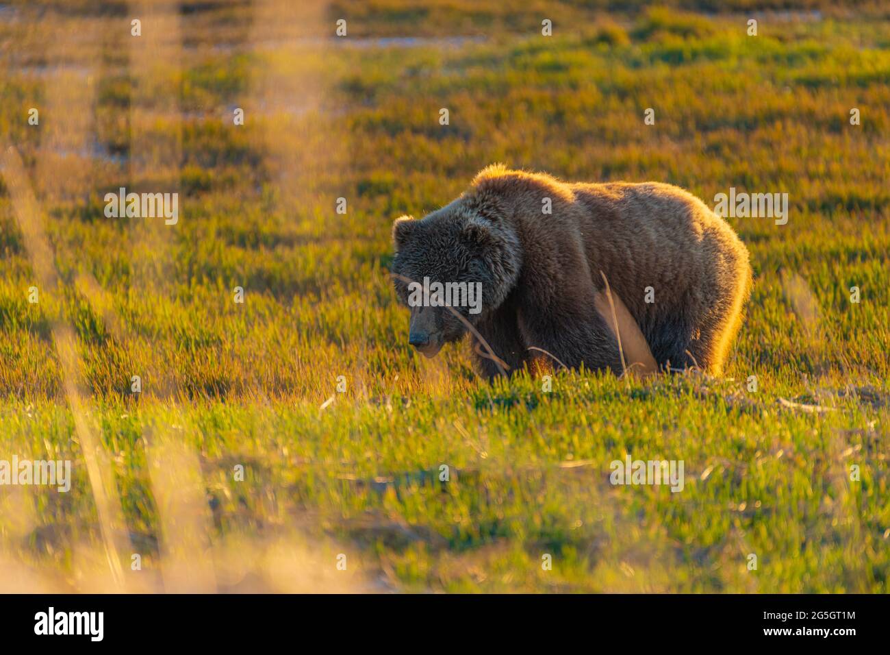 Alaska-Braunbär Stockfoto