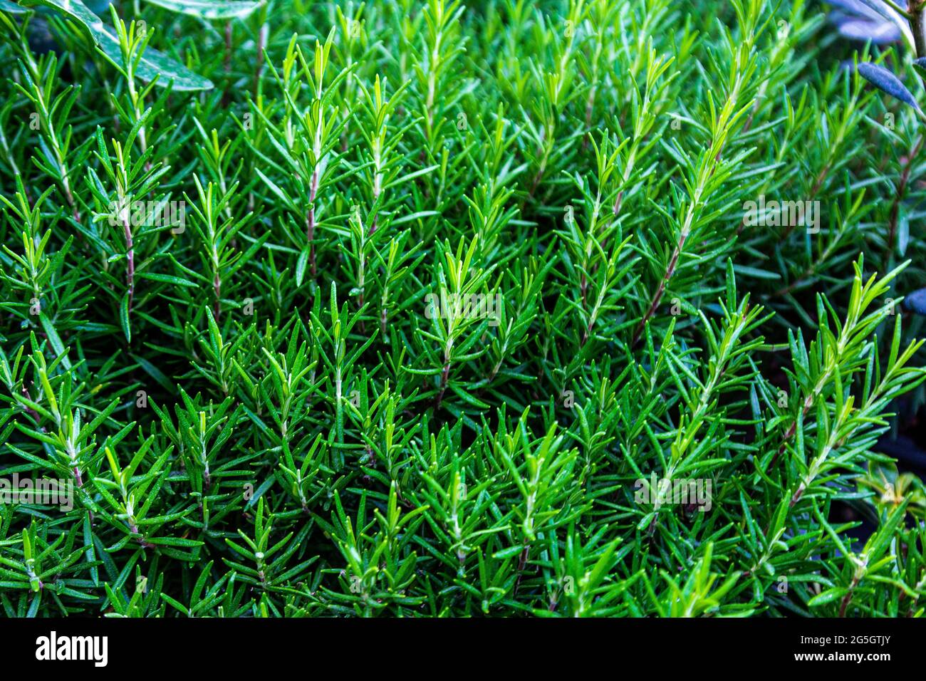 Dicke Pflanzen. Pflanzenstruktur. Pflanzen Sie Sprossen. Dickes Gras. Stockfoto