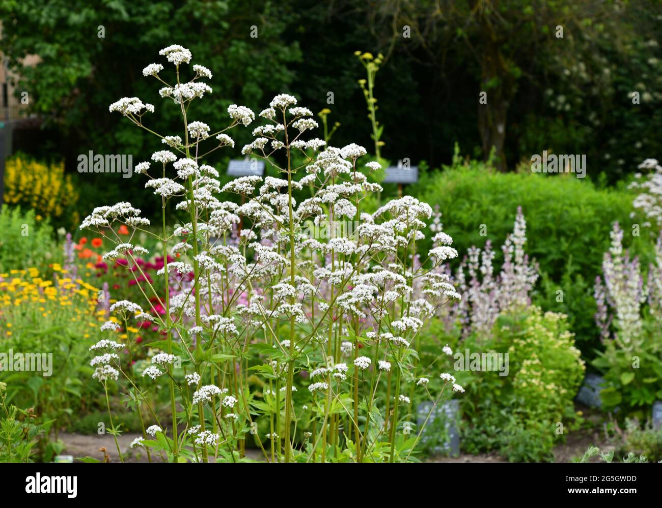 Echter baldrian Fotos und Bildmaterial in hoher Auflösung Alamy
