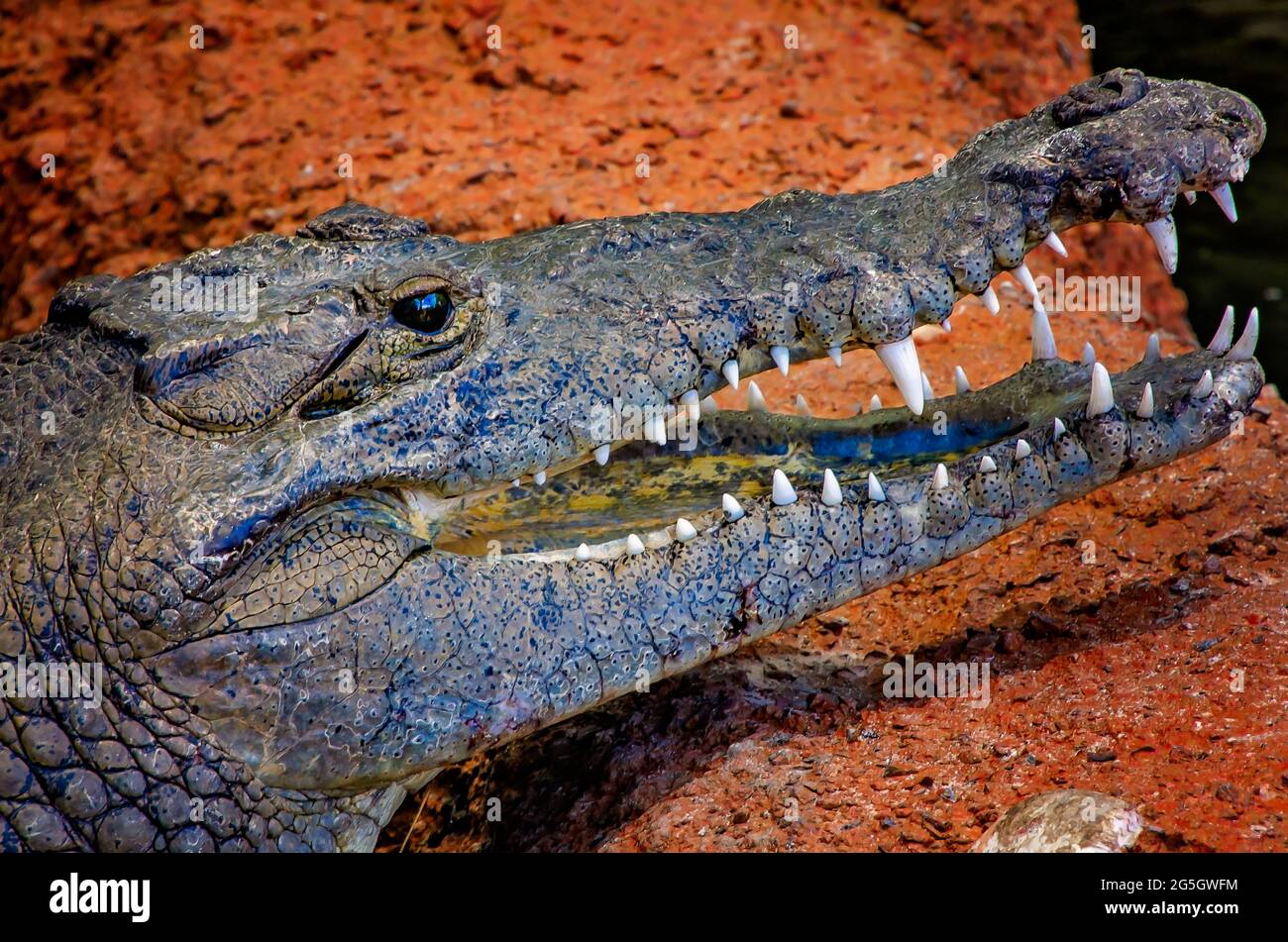 Am 24. Juni 2021, in Gulfport, Mississippi, liegt ein amerikanisches Krokodil an der Mündung des Mississippi Aquariums. Stockfoto