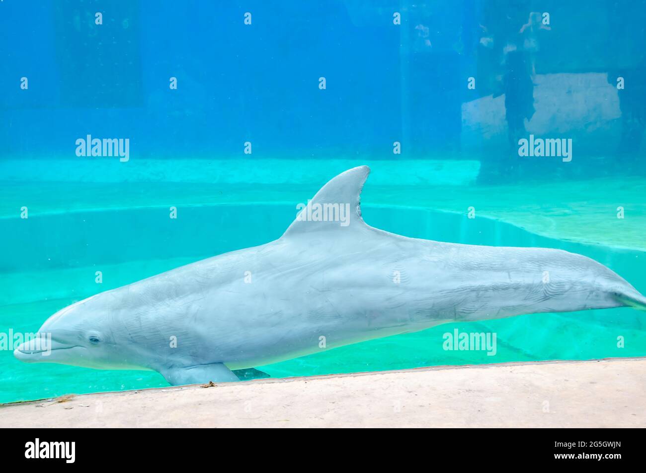 Ein Atlantischer Tümmler schwimmt am 24. Juni 2021 im Mississippi Aquarium in Gulfport, Mississippi. Stockfoto