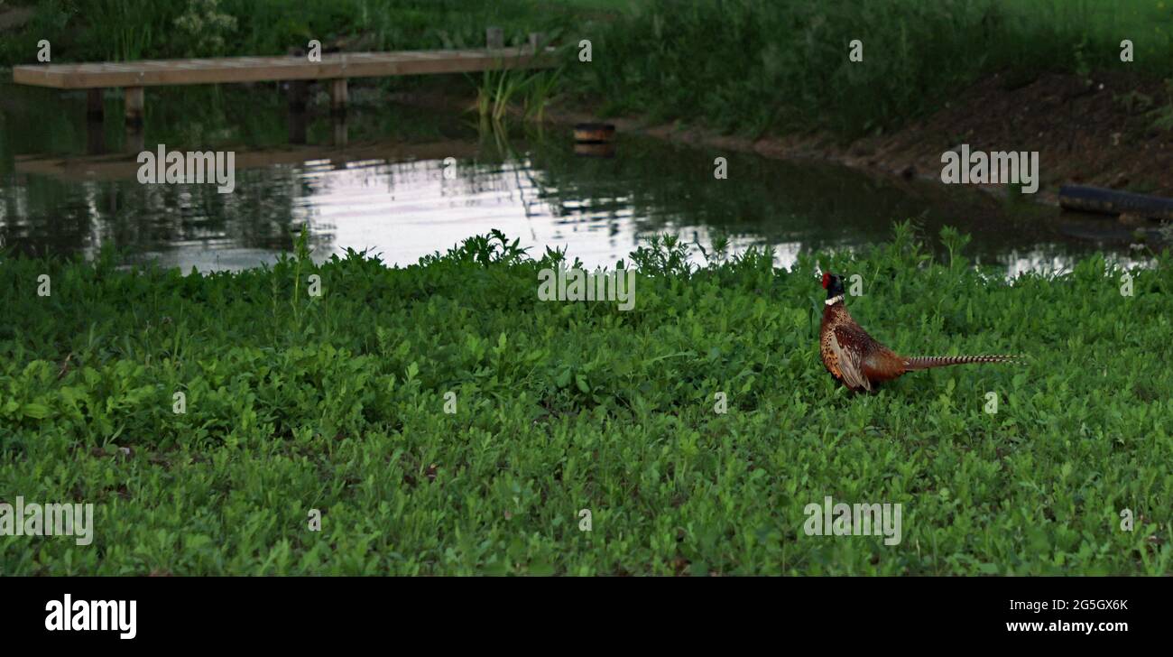 Farbenprächtiger, auf einer Wiese im Vereinigten Königreich gesehenes Feldfasane. Stockfoto