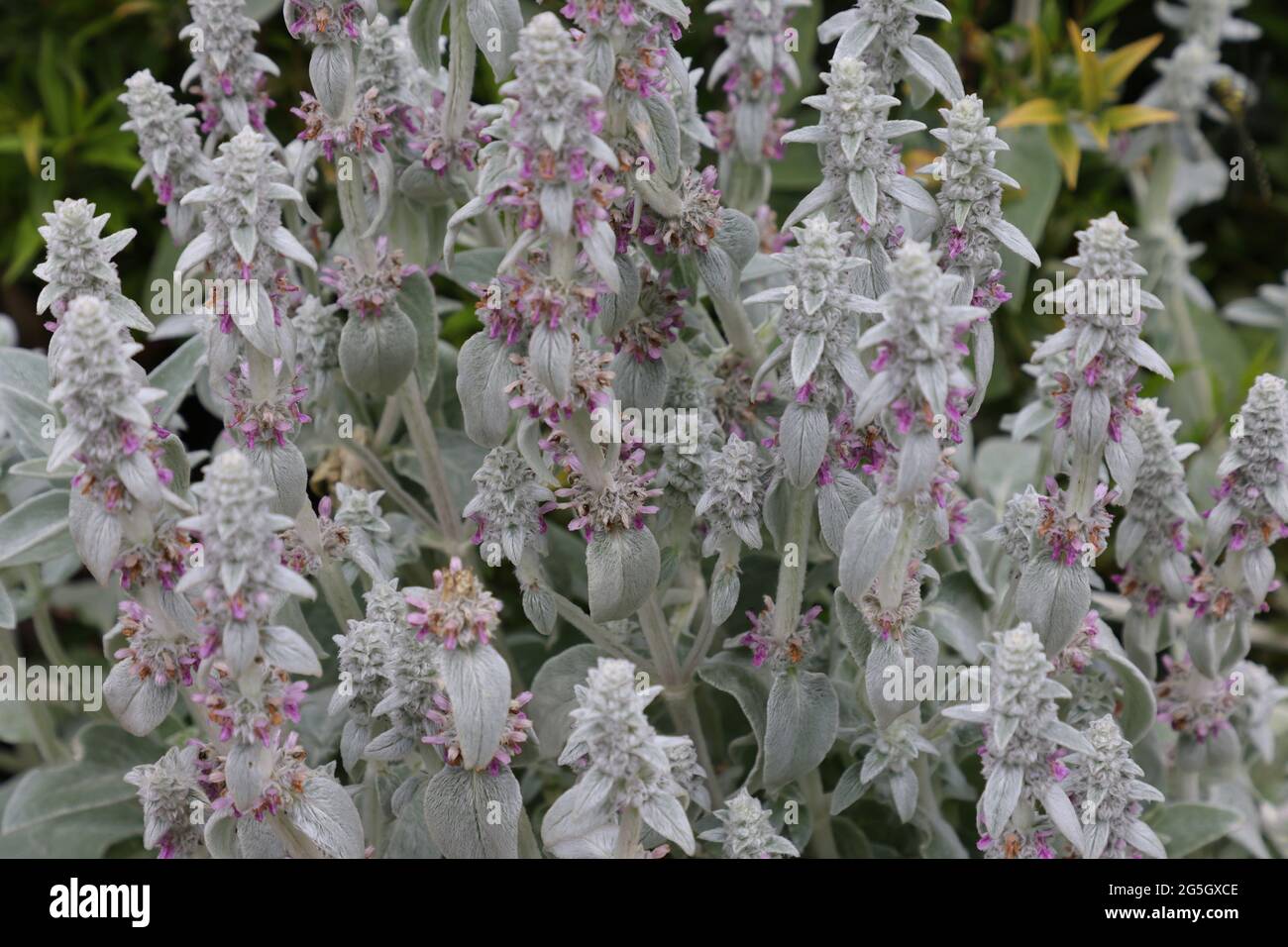 Blumen und Blätter von Stachys byzantina Lämmer Ohren. Stockfoto