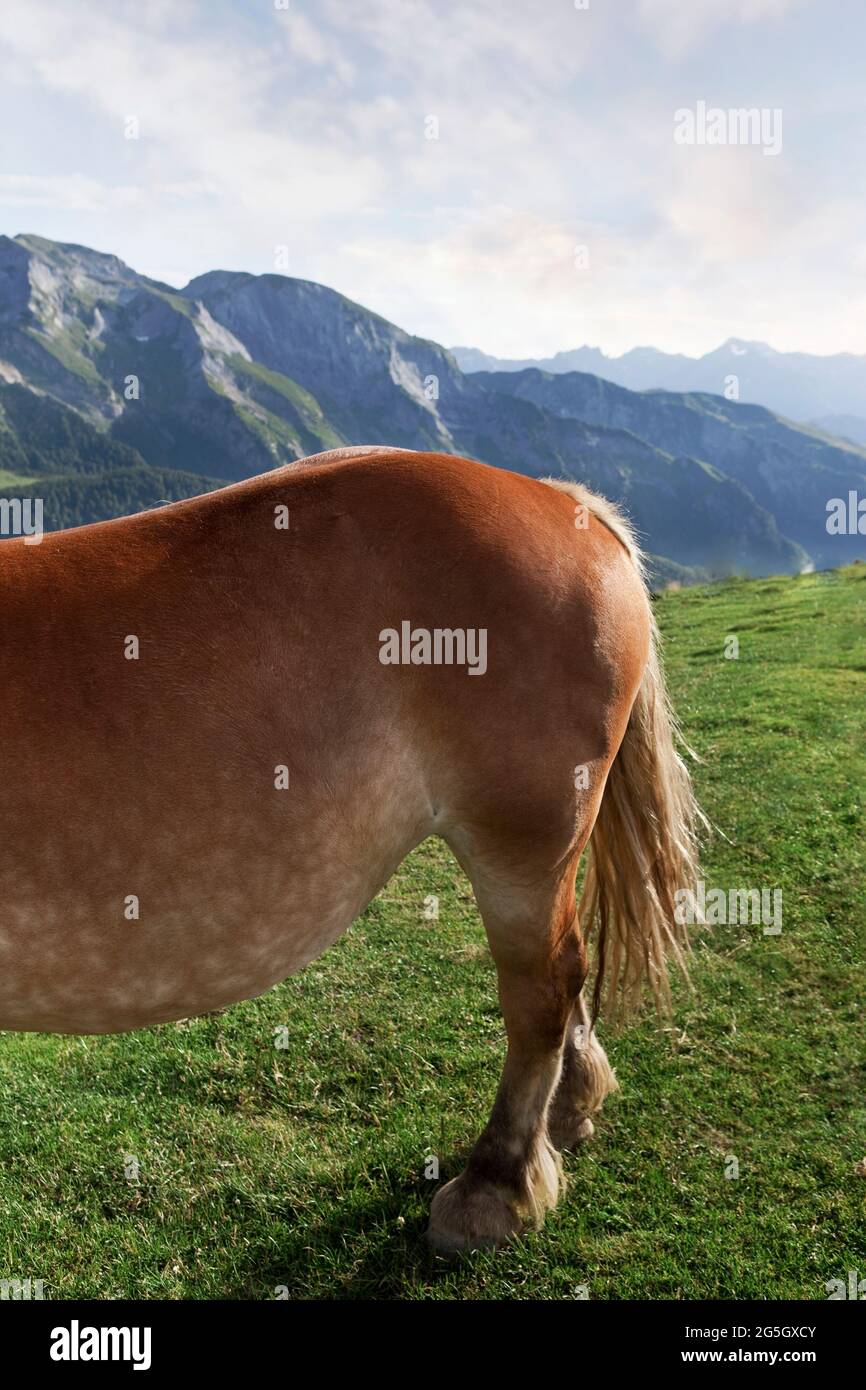 Pferde weiden die Weiden der Pyrenäen in Frankreich Stockfoto