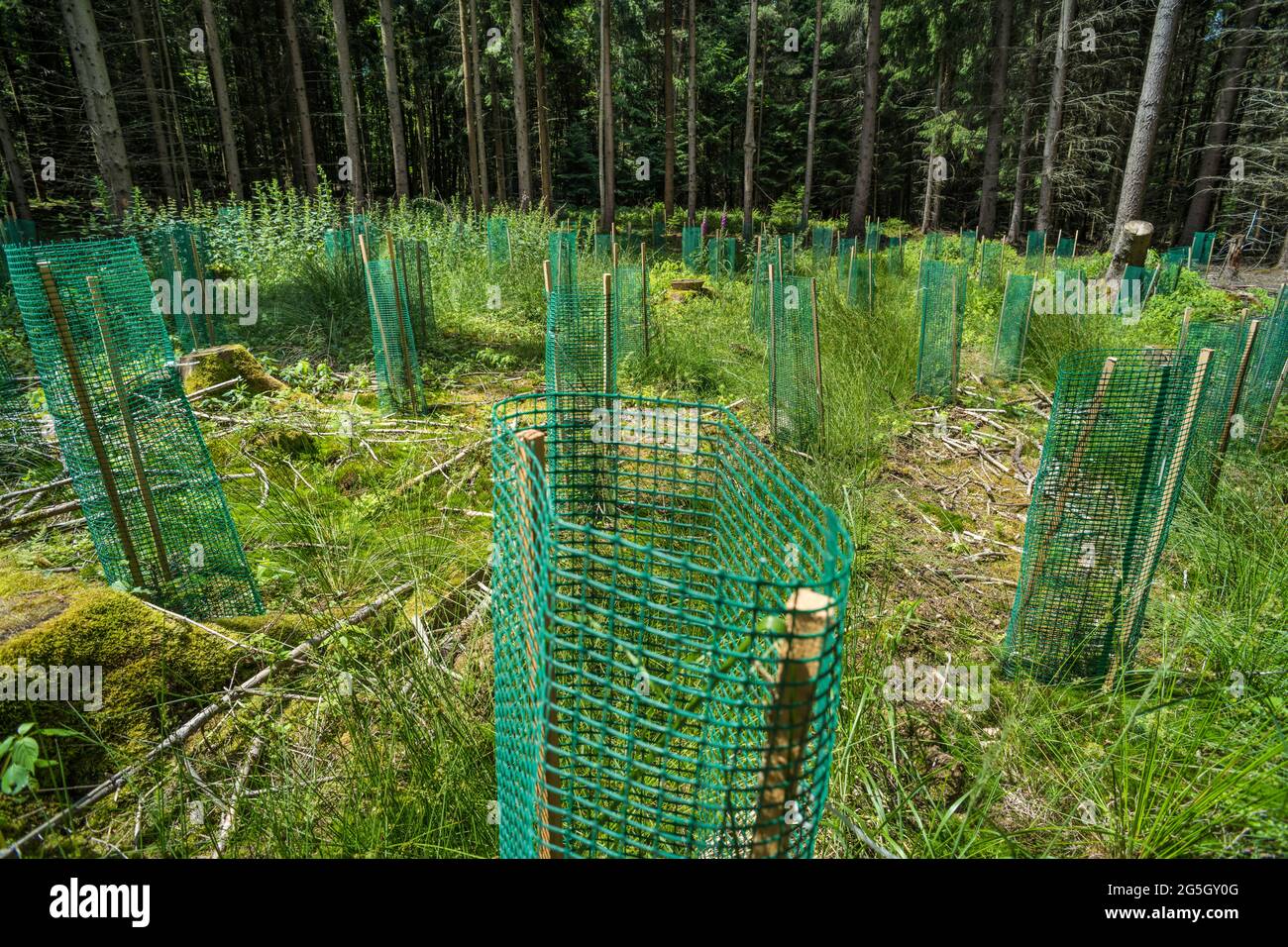 Plastik im Wald, wie es zum Schutz und zur Unterstützung von neu gepflanzten Bäumen verwendet wird, kann zum Problem werden. Es kann sich zersetzen und in den Boden eindringen. Verschmutzung Stockfoto