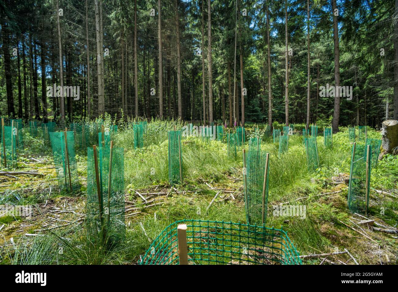 Plastik im Wald, wie es zum Schutz und zur Unterstützung von neu gepflanzten Bäumen verwendet wird, kann zum Problem werden. Es kann sich zersetzen und in den Boden eindringen. Verschmutzung Stockfoto