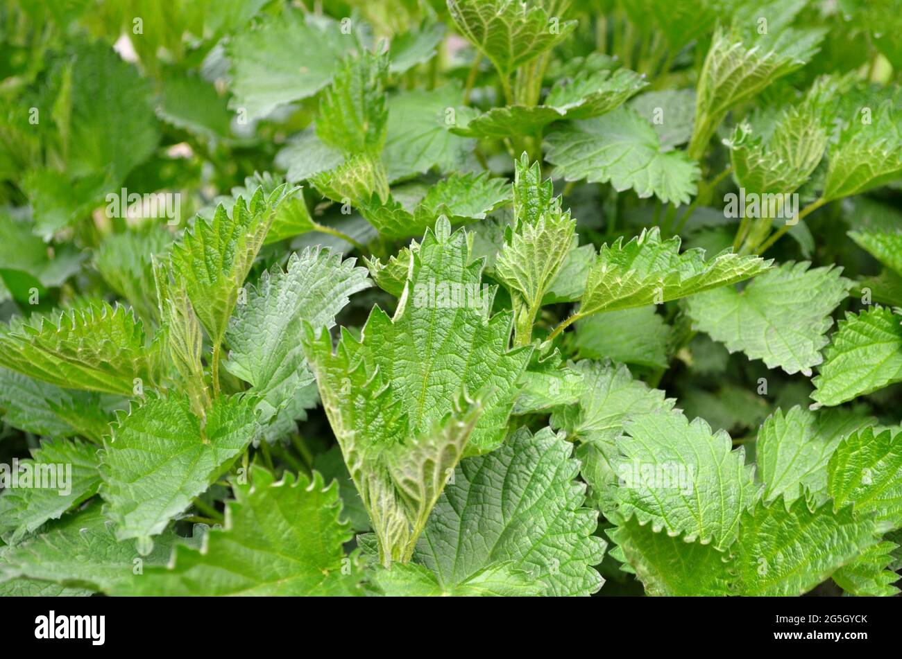 Brennnessel oder Urtica dioica - krautige mehrjährige Heilpflanze in der Familie Urticaceae, selektiver Fokus. Stockfoto