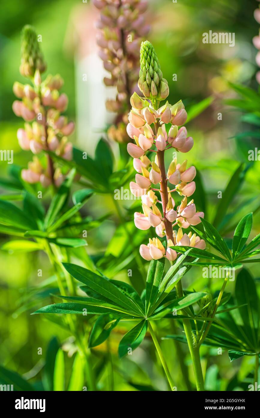 Lupine Blumen blühen an einem Gartenzaun, der im Juni wild in der schwedischen Natur wächst Stockfoto