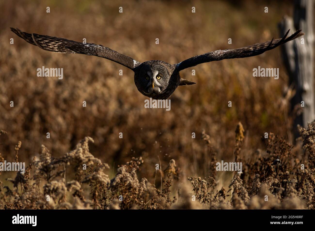 Foto einer trainierten großen grauen Eule im Flug. Strix nebulosa Stockfoto