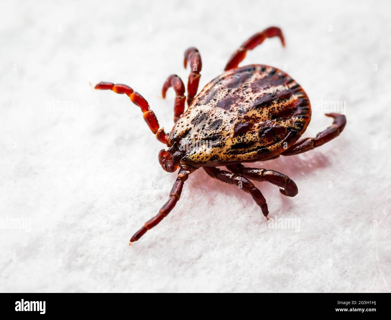 Lyme-infizierte Tick Insekt kriechen auf weißem Hintergrund. Lyme-Borreliose oder Encephalitis Virus Infektiöse Dermacentor Tick Arachnid Milbe Paras Stockfoto