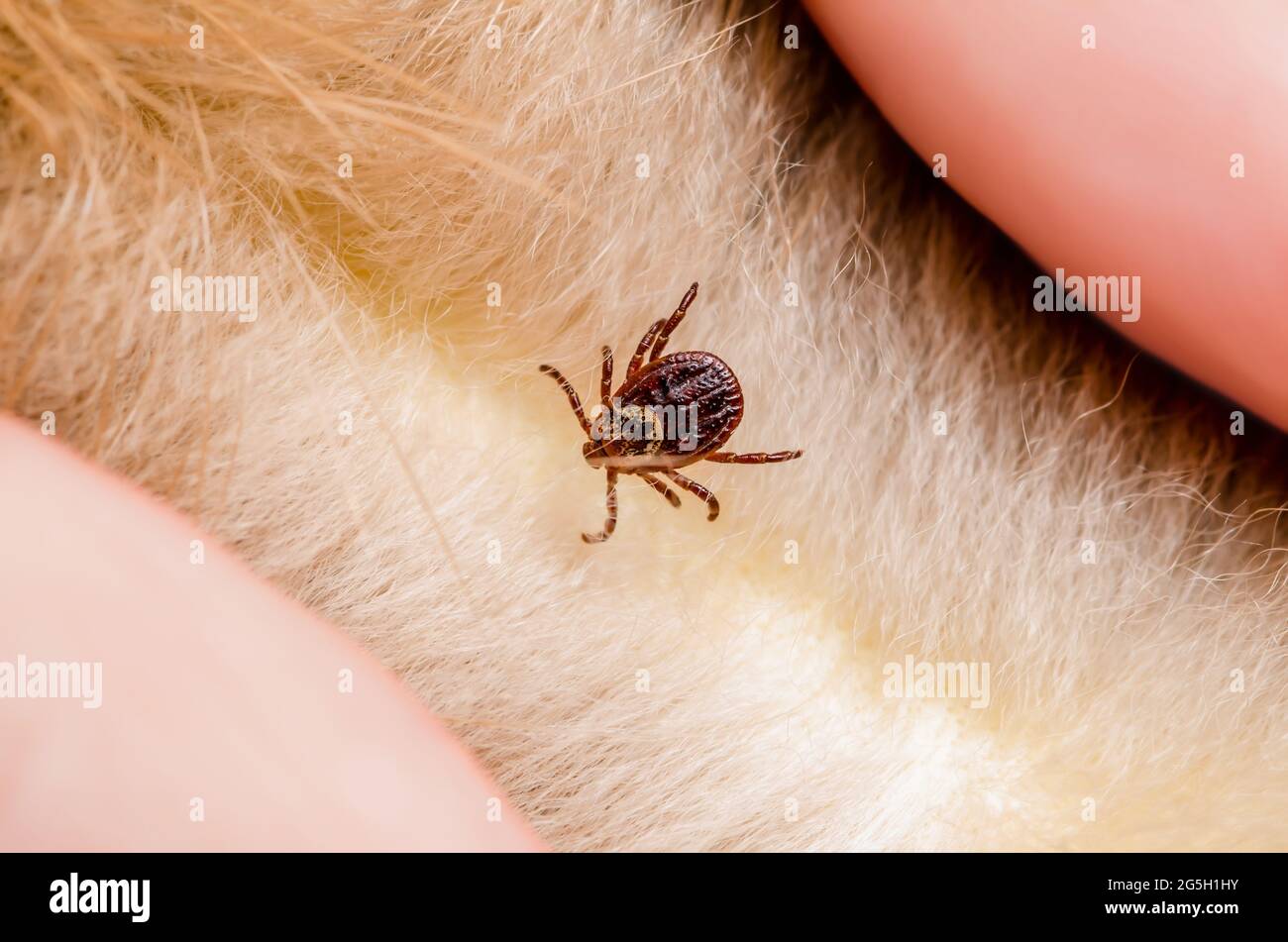 Encephalitis Virus oder Lyme-Borreliose Infektiöse Dermacentor Tick Arachnid Parasit Insekt versteckt in Tierpelz Stockfoto