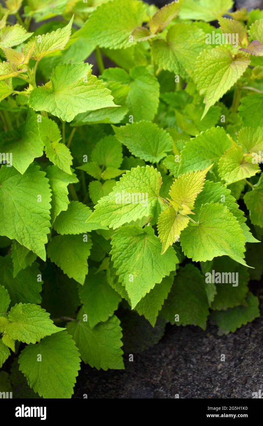 Agastache Stockfotos und bilder Kaufen Alamy