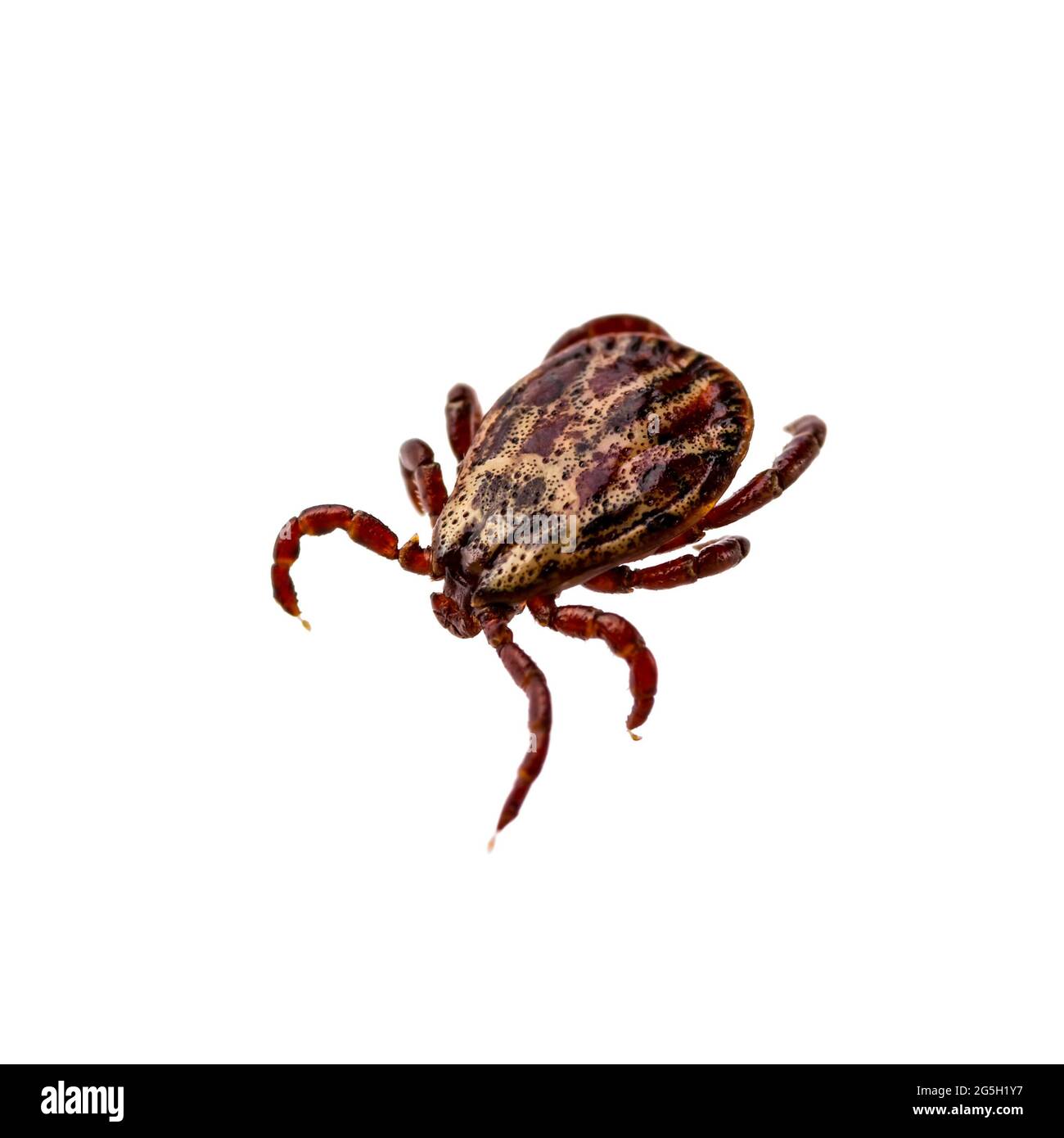 Lyme-Borreliose infizierte Zecken Insekt isoliert auf Weiß. Encephalitis Virus oder Lyme-Borreliose Infektiöse Dermacentor Tick Arachnid Parasit Clos Stockfoto