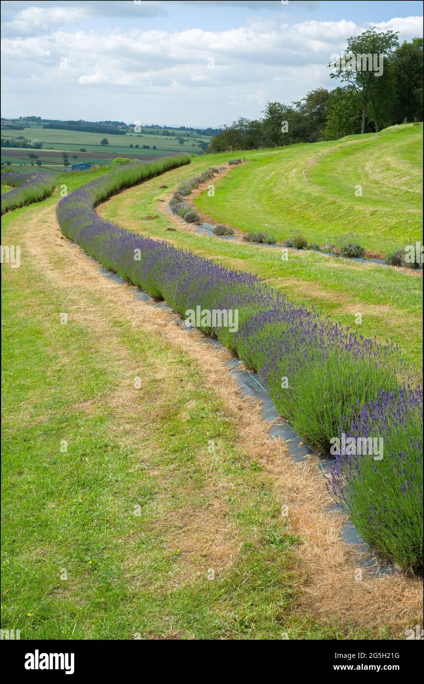 Landschaftsansicht von Lavendelpflanzen Stockfoto