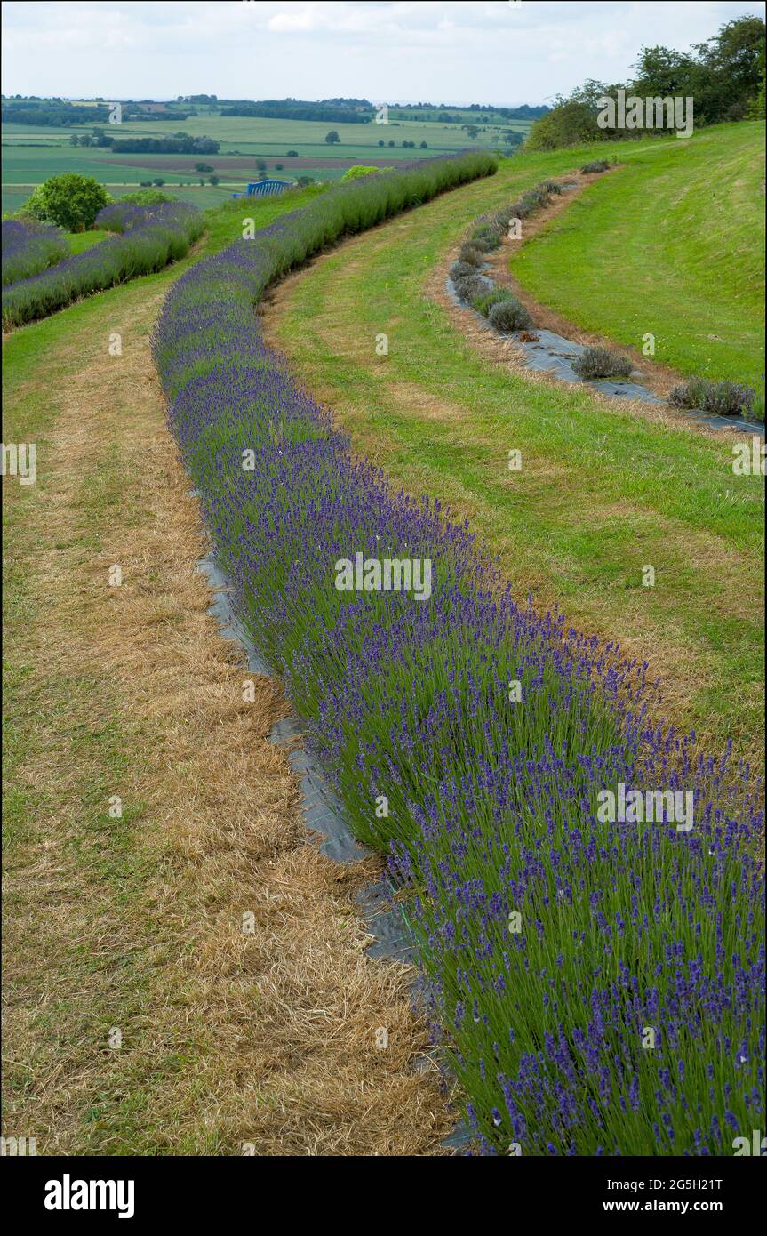 Landschaftsansicht von Lavendelpflanzen Stockfoto