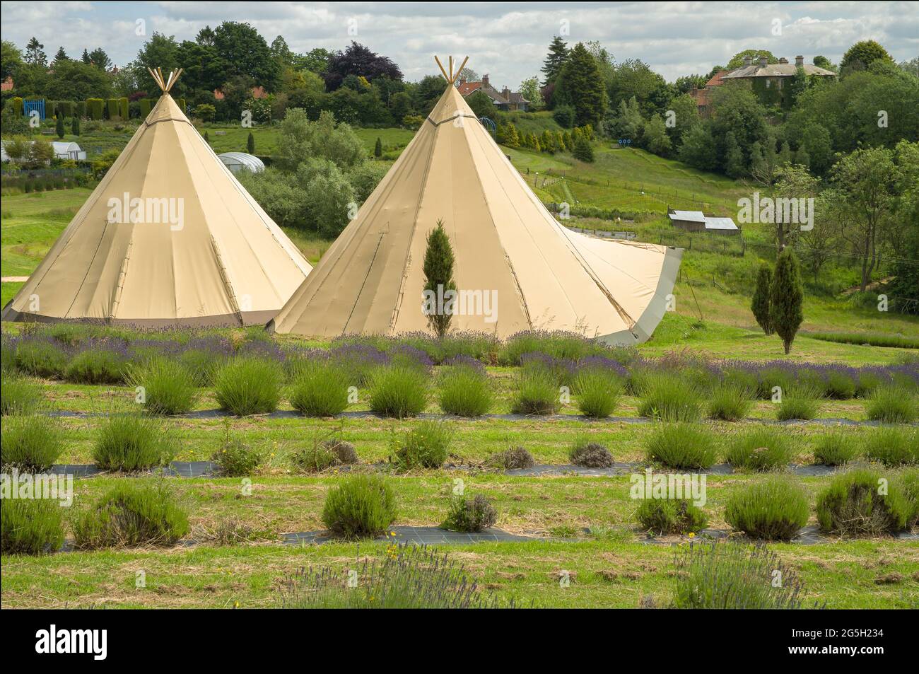 Blick auf Zelte und Landschaft in Yorkshire Lavendelfarm Stockfoto