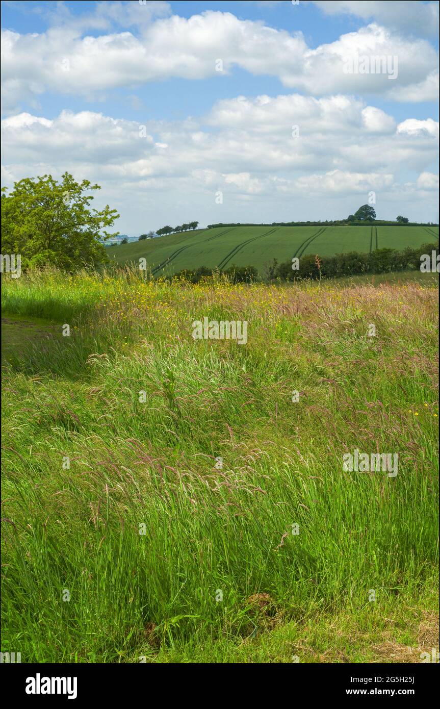 Blick auf die Landschaft von Bäumen, Feldern, Himmel und Lavendelpflanzen Stockfoto