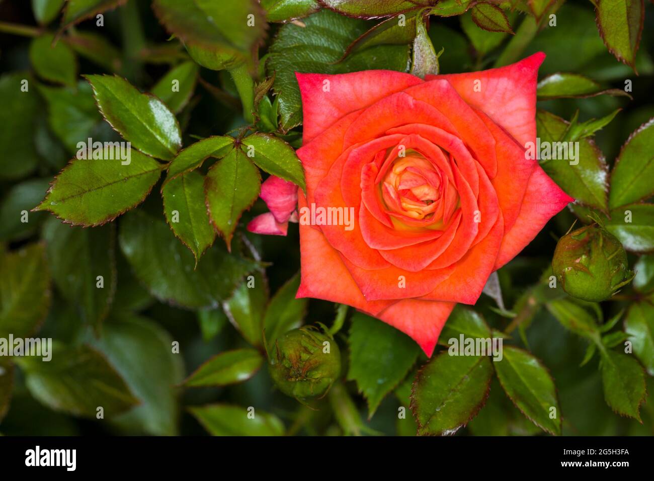 Die orangefarbene Rose außerhalb des Zentrums überzieht einen üppigen grünen Hintergrund aus Blättern Stockfoto
