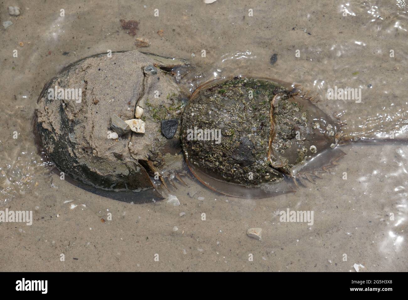 Horseshoe Crab (Limulus polyphemus) Paarungsrausch. Stockfoto