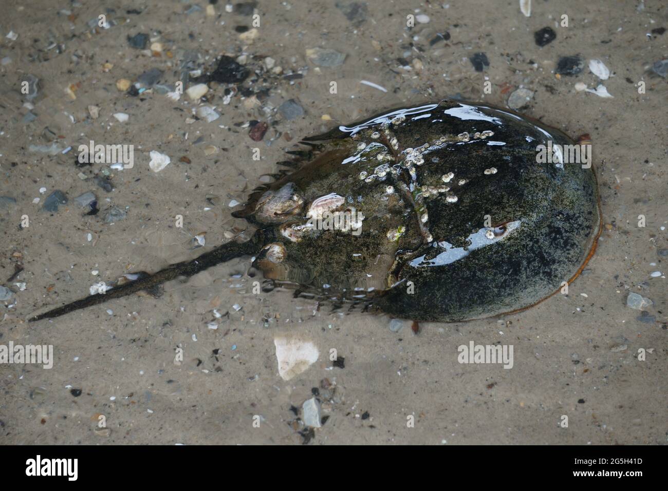 Horseshoe Crab (Limulus polyphemus) Paarungsrausch. Stockfoto