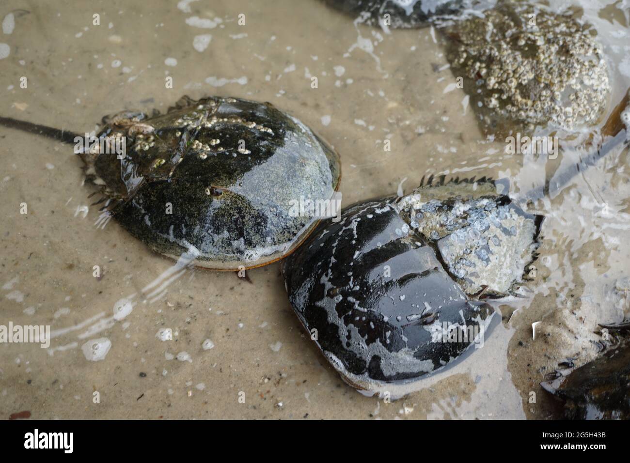 Horseshoe Crab (Limulus polyphemus) Paarungsrausch. Stockfoto