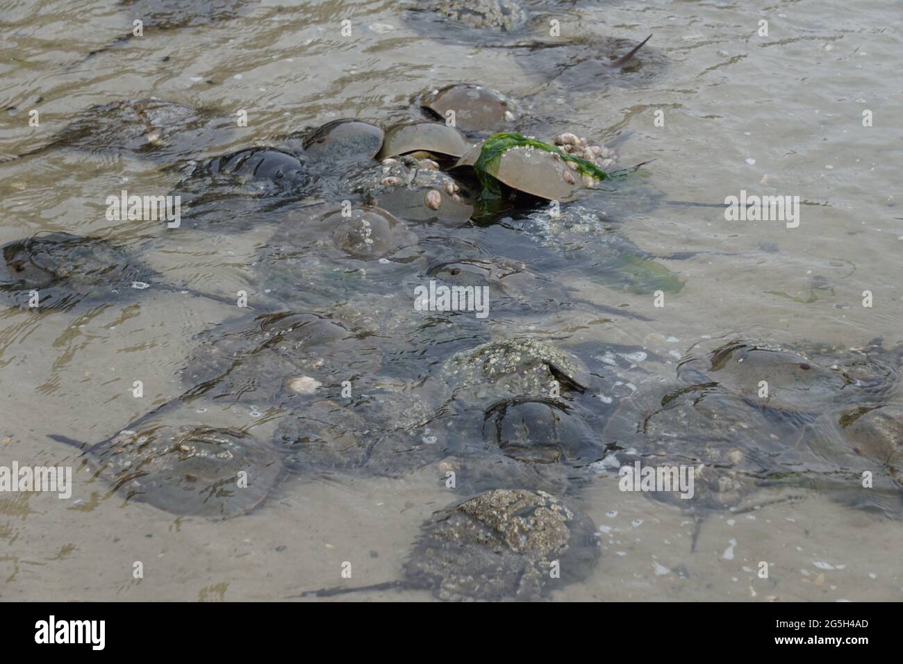 Horseshoe Crab (Limulus polyphemus) Paarungsrausch. Stockfoto