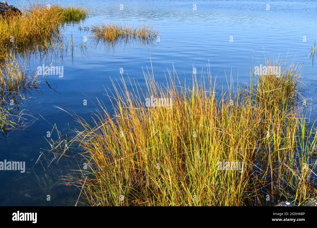 Im Spätsommer erheben sich Sumpfgras über blauem, flachem Wasser. Long Island, New York. Horizontal. Speicherplatz kopieren. Stockfoto