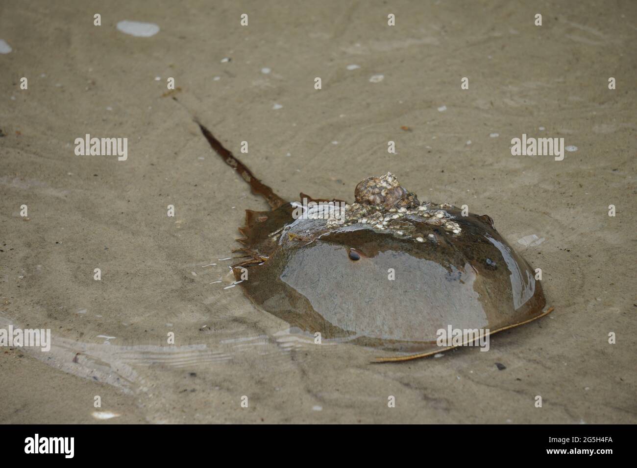 Horseshoe Crab (Limulus polyphemus) Paarungsrausch. Stockfoto