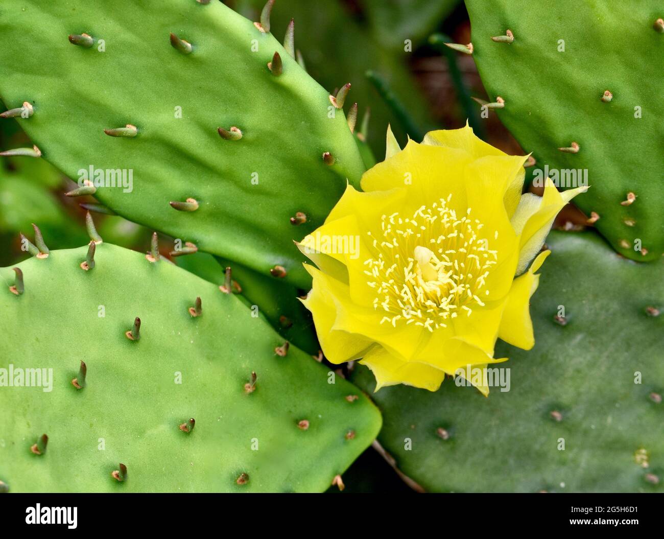 Nahaufnahme der gelben Blume und stacheligen Pads des Östlichen Kaktus der Stachelleier (Opuntia humifusa). Stockfoto