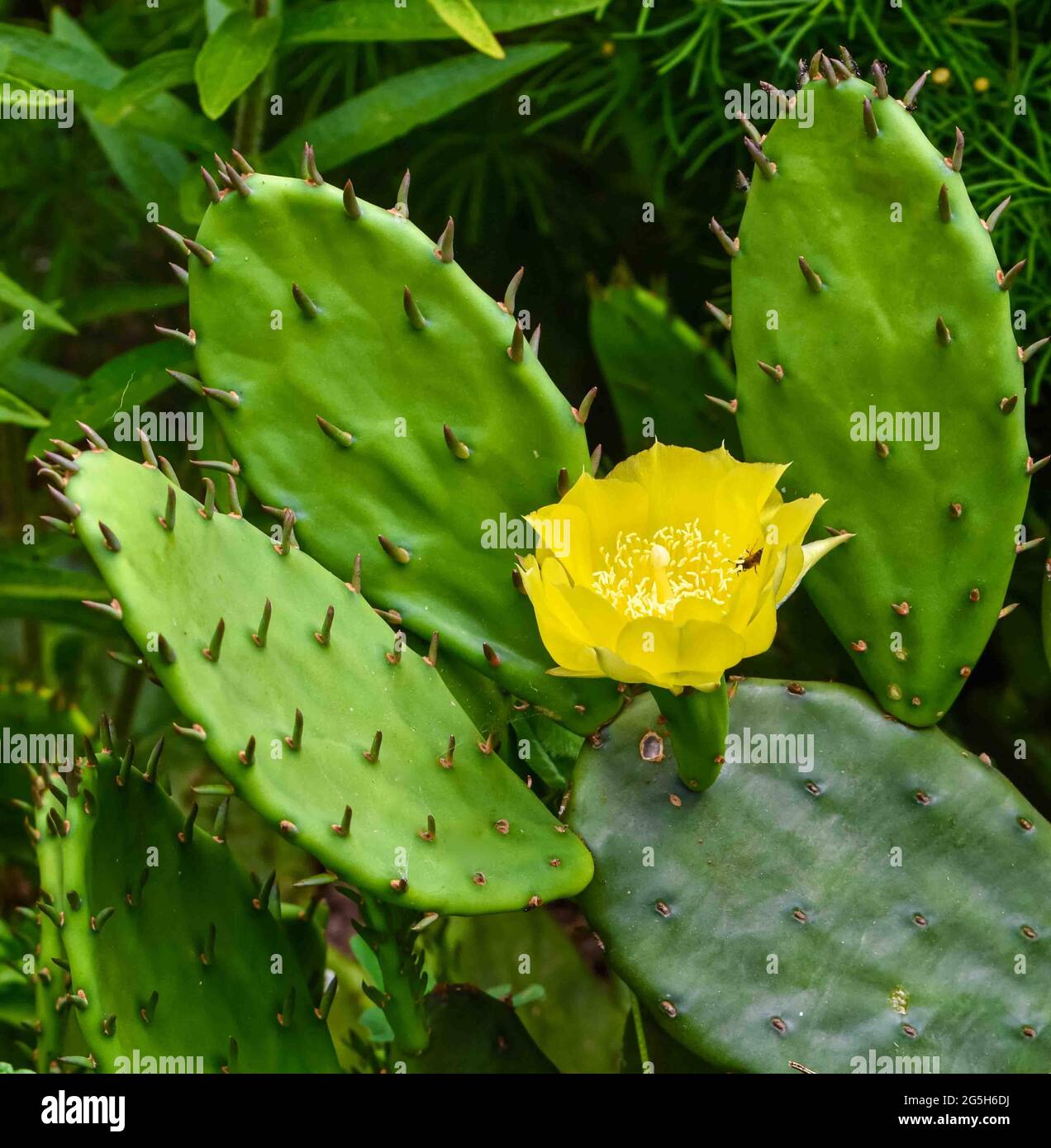 Vollansicht der gelben Blume und stacheligen Pads des Östlichen Kaktus aus Stachelpappenkäse (Opuntia humifusa) mit Blütenbestäuber. Stockfoto
