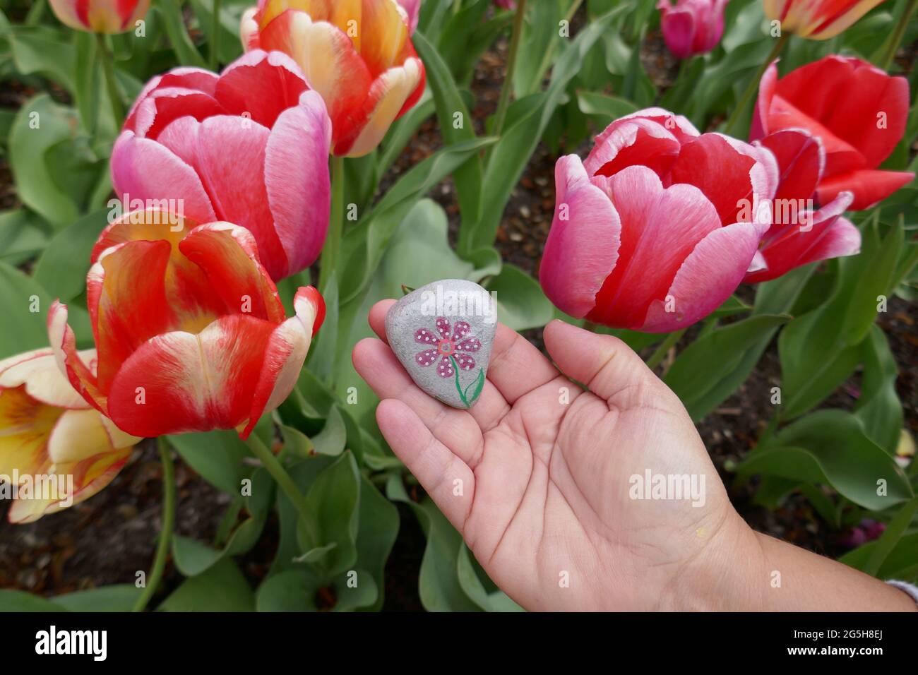 Tulpe Blumengarten mit Hand halten Freundlichkeit Rock mit gemalten Blumenbild Stockfoto