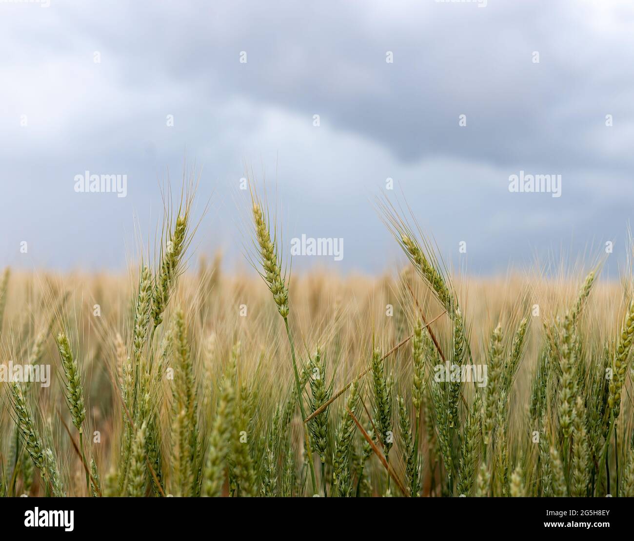 Weizengras vor der Ernte auf der Farm im Osten Colorados Stockfoto