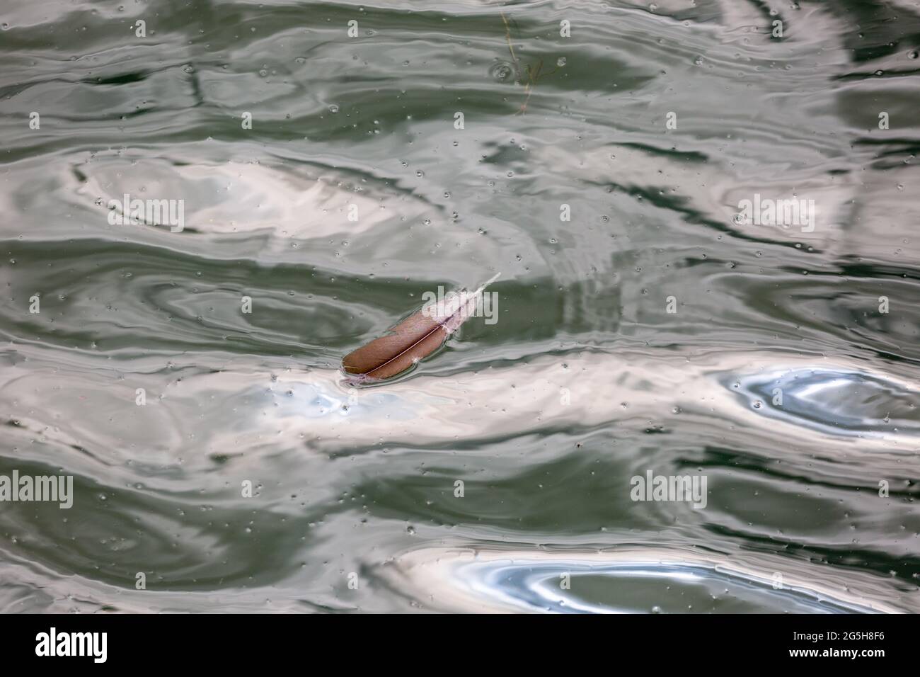 Eine Vogelfeder schwimmt zwischen den Reflexen auf der Wasseroberfläche. Stockfoto