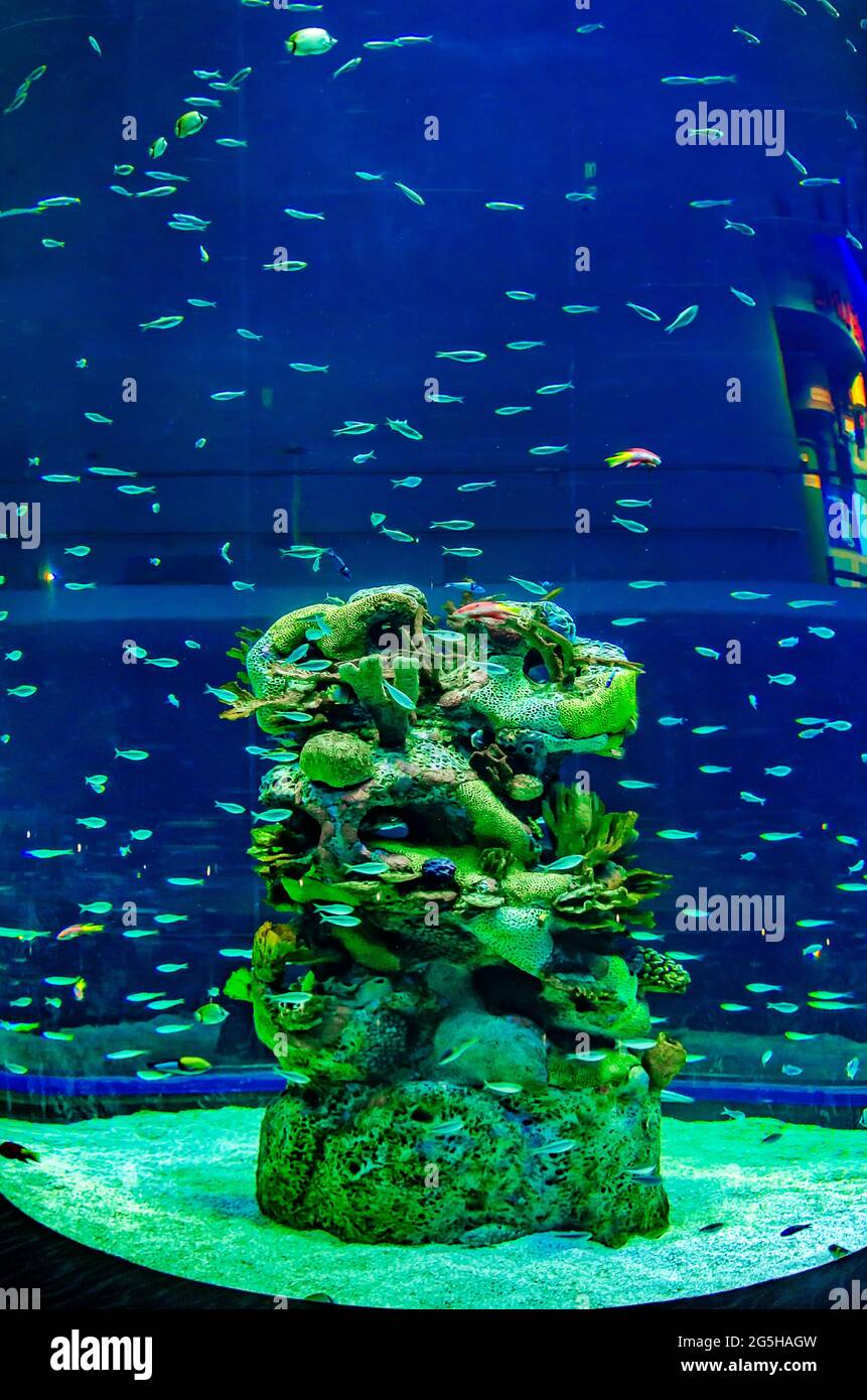 In einem dreistöckigen Wirbeltank im Mississippi Aquarium, 24. Juni 2021, in Gulfport, Mississippi, sind etwa 10,000 Sardinen zu sehen. Stockfoto