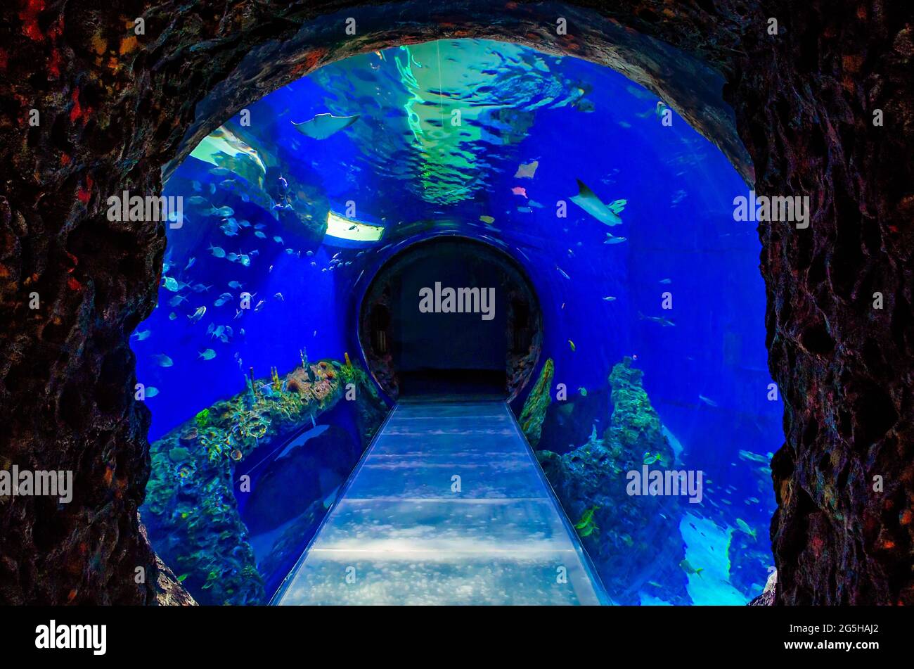 Ein Tunnelaquarium bietet Besuchern ein immersives Erlebnis im Mississippi Aquarium, 24. Juni 2021, in Gulfport, Mississippi. Stockfoto