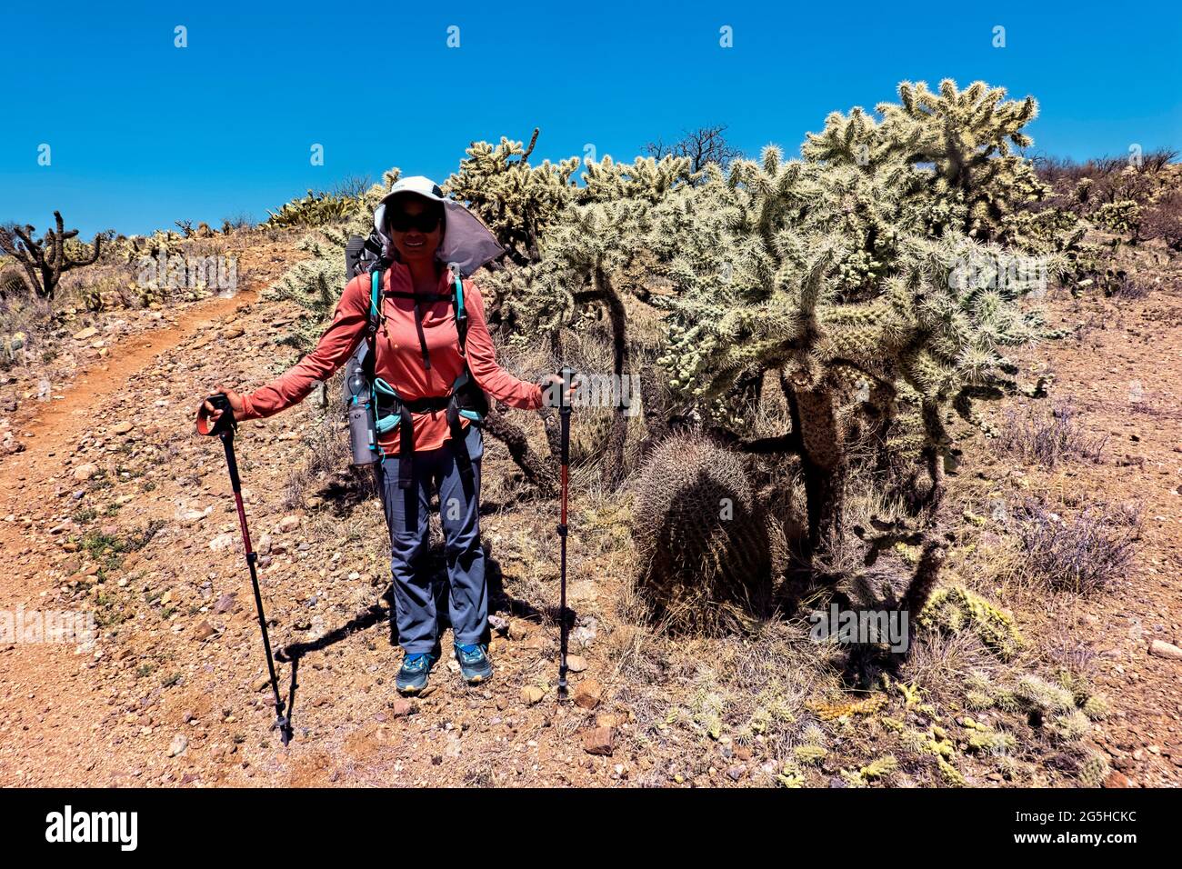 Wandern durch einen Cholla-Garten auf dem Arizona Trail, Sonoran Desert, Arizona, USA Stockfoto