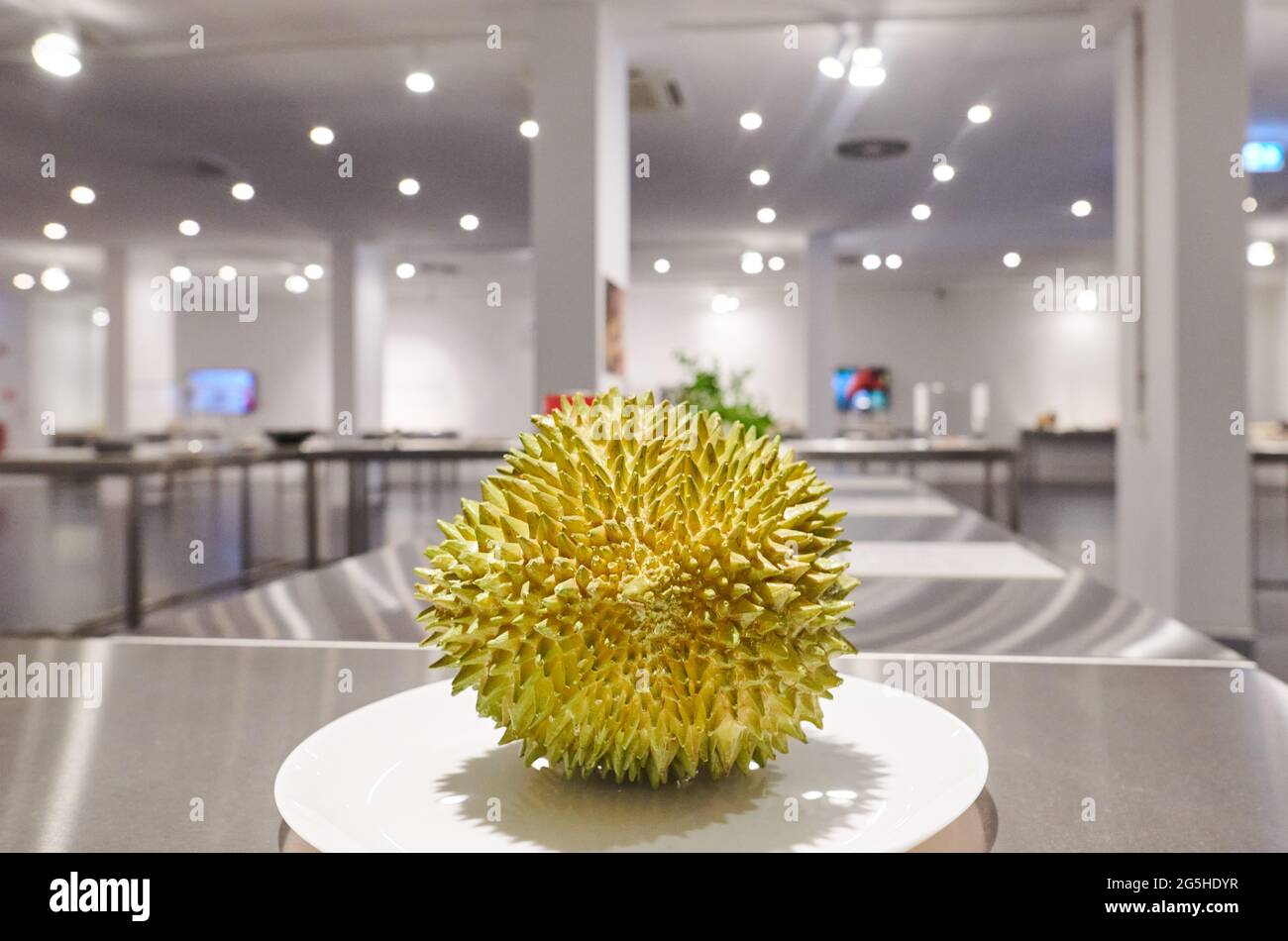 Berlin, Deutschland. Juni 2021. Eine Durian-Frucht liegt auf einem Teller im ekelhaften Lebensmittelmuseum Berlin, dem Museum gegen guten Geschmack. Manche Menschen finden den Geruch von Durian-Früchten als eine Mischung aus faulen Zwiebeln, Abwasser und schmutzigen Socken. Das vielleicht ekelhafteste Museum in Berlin zeigt, was die Menschen essen können - wenn sie ihren Appetit nicht verlieren. (To dpa 'Ausstellung des schlechten Geschmacks lockt mit ekelhaftem Essen') Quelle: Annette Riedl/dpa/Alamy Live News Stockfoto
