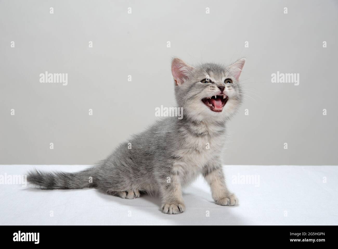 Ein grau gestreiftes, reinrassiger Kätzchen sitzt auf weißem Hintergrund Stockfoto