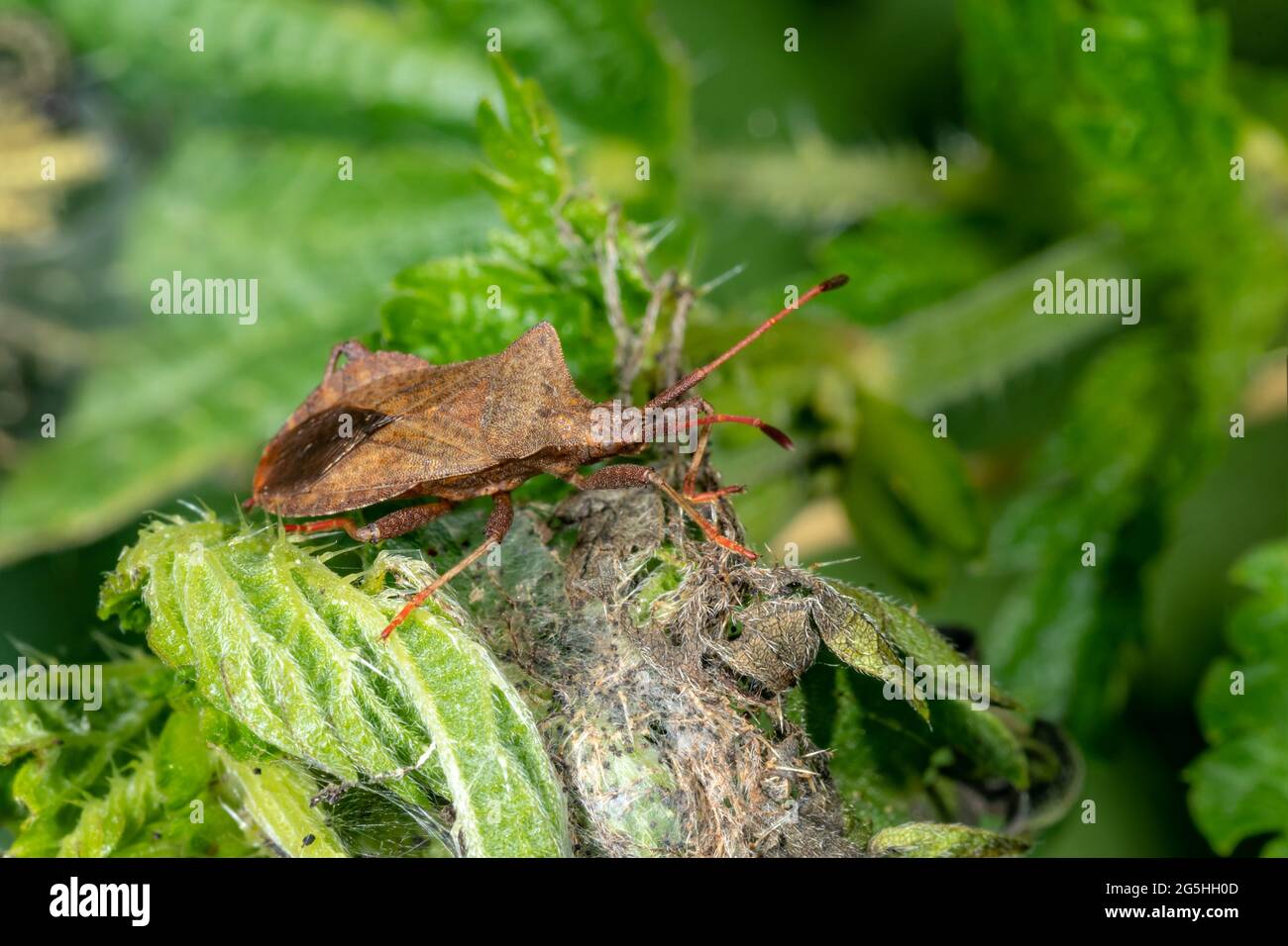 Seitenansicht eines amerikanischen Kiefernwanzes auf einem verwelkten Blatt vor grünem Hintergrund Stockfoto