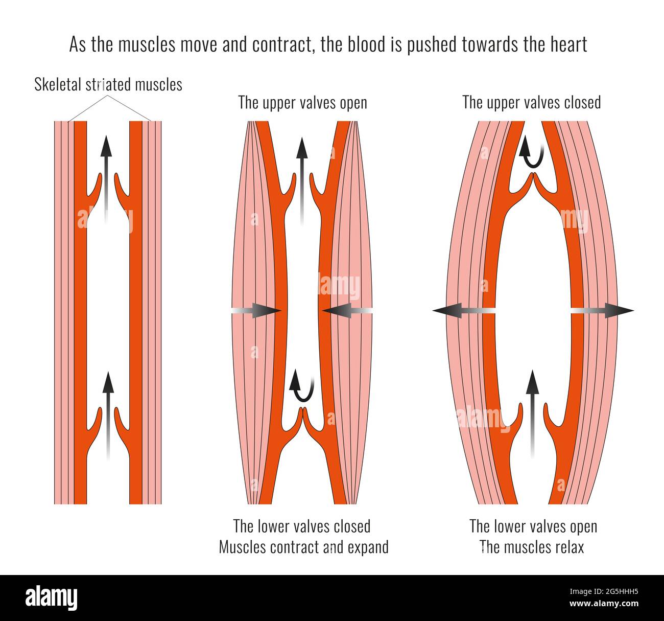 Anatomie und Funktion der Herzklappen Stockfoto